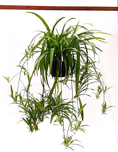 POWERS TO FLOWERS - CHLOROPHYTUM VERDE XXL, FALANGIO, pianta vera