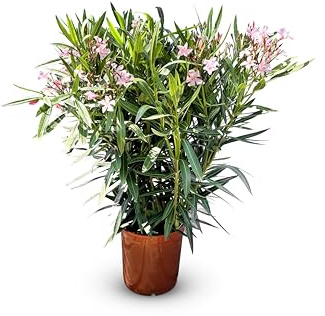 Sunny Tree - Planta - Adelfa - Adelfa Nerium - Color rosa - Altura 100-120 cm - Planta para exteriores - Hojas perennes en invierno - Planta mediterránea