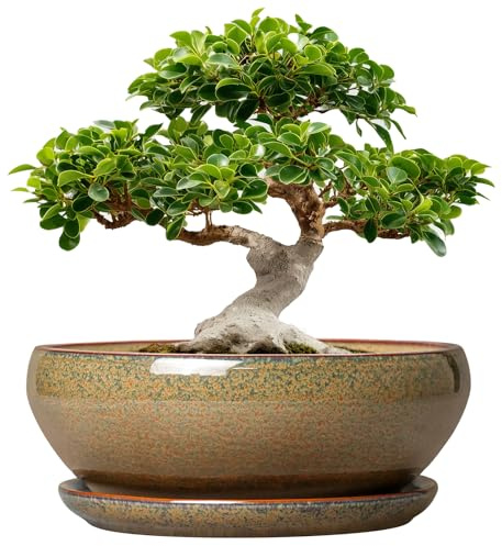 SQOWL Ceramic Bonsai Pots - 12 Inch Succulent Pots with Drainage Hole and Saucer, Large Succulent Planters, Shallow Planter Indoor Outdoor, Round Planter Bowl, Home Decor, Gift for Plant Lover, Brown | Large Succulent Planters with Drainage Hole, Shallow Planter Indoor, Round Planter Bowl, Home Decor, Gift for Plant Lovers