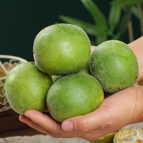 Semillas de Siraitia Grosvenorii, raras exóticas semillas de medicinales comprar regalos para jardineros 10pcs