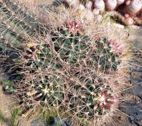 Frischer Texas Cactus barile 5 Semi Hamatocactus hamatacanthus SSP. sinuatus Winterhart -9 °C