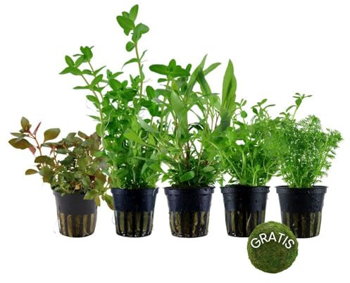 AquaOne Aquarium Pflanzen I 5x Wasserpflanzen I Anti Algen Aquarienpflanzen I Schnellwachsende Bacopa Hygrophila Ludwigia Limnophila plus Mooskugel I Algenkiller Set