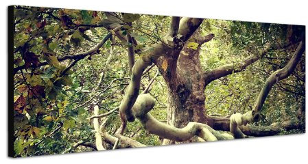 Alter Baum Wald Landschaft 150x50cm Breitbild als Panorama auf Leinwand und Keilrahmen fertig zum aufhängen - Unsere Breitbild als Panoramaer auf Leinwand bestechen durch ihre ungewöhnlichen Formate und dem extrem detaillierten Druck aus bis zu 100 Megapixel hoch aufgelösten Panoramafotos. Damit garantieren unsere Bilder einen fantastischen Bildeindruck, leuchtende Farben und gestochen scharfe Details. Qualität aus Deutschland