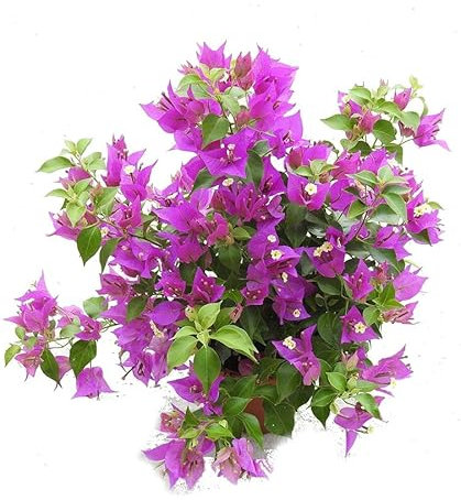 Flor de Exterior Buganvilla o Bougainvillea Planta Natural Bugambilia Planta Trepadora para Terraza y Jardín