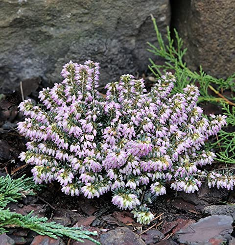 10x Winterheide Memory - Erica carnea - lebende Gartenpflanze aus den Baumschulen