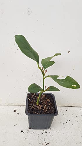 Citrus limon '4 Saisons' (bouture) / Citronnier 4 Saisons/Godet