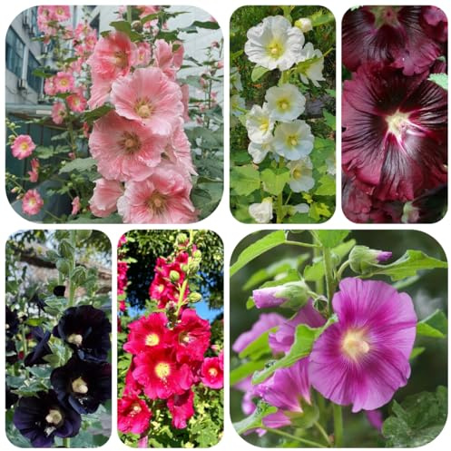 semi di malvarosa decorazione da giardino per esterni, tappeto di malvarosa da giardino roccioso resistenti all'esterno 125pcs