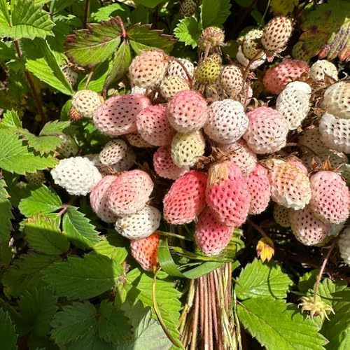 semillas de fresa silvestre perenne - resistentes orgánicas jardín variedades antiguas orgánicas 100pcs