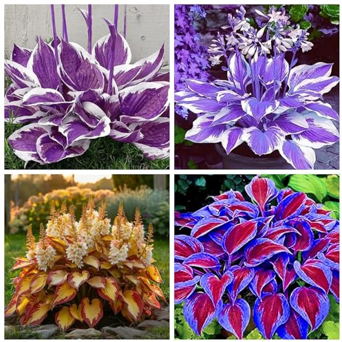 Hosta resistenti,I bulbi Hosta sono resistenti al freddo e sono disponibili in colori misti, perfetti per i principianti e adatti a giardini e cortili.-4Bulbi-E