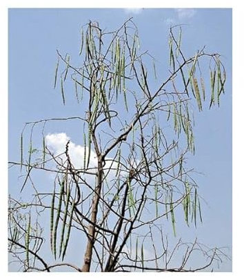 Pezzi - 15x Moringa Oleifera Albero Del Rafano Piante - Seme A105 - Seeds & Plants Shop by Ipsa