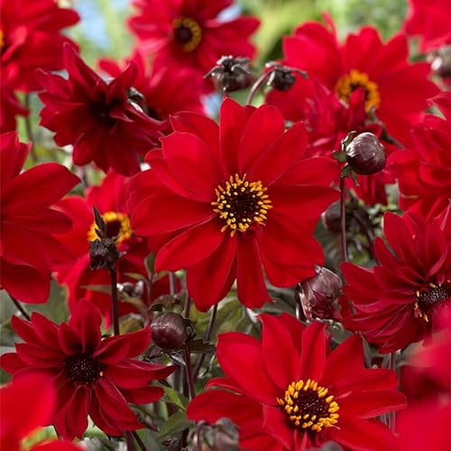 Garden State Bulb Bishop of Llandaff Red Dahlia Flower Bulbs, Spring Planting (Bag of 8)