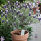 Semillas de lavanda perenne decoración del jardín exterior Semillas de lavanda - Lavandula angustifolia - Decoración de balcón decoración de flores planta de decoración plantar 500pcs