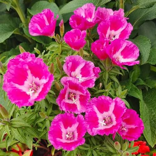 Semi di azalea estiva, semi di da giardino roccioso resistenti copertura del terreno resistenti per il giardino 300pcs
