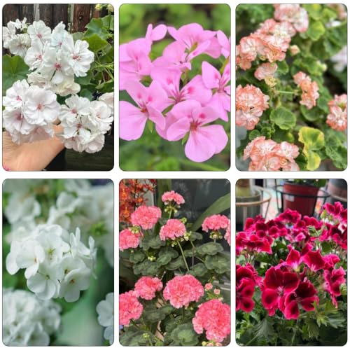 geranio semi di decorazione tagliati acquistare semi di balcone primavera perenne resistente primavera interni esotici 800pcs