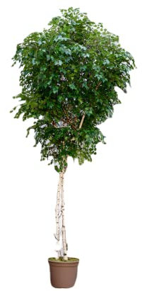 Maxi Kunstbaum Birke 300cm mit Naturstämmen und 4284 Textilfaser Blätter - Künstlicher Birkenbaum 3m groß mit Echtholz Stämmen