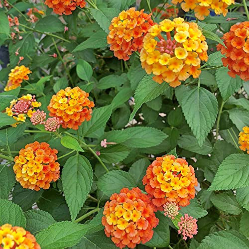 lantana - di esotici di selvatici lantana da recisi da giardino siepi, arbusti,ti primaverili, in vaso 500semi