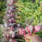 plantas de ajo - bulboss ajo elefante jardín de ajo orgánico bulbos de floración temprana plantas vegetales verduras de invierno jardín hierbas balcón plantas 10pcs