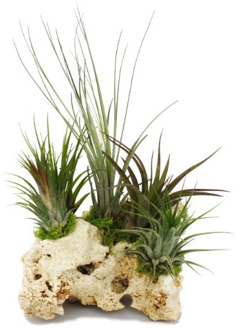 Tillandsien auf Sansibar-Rock XXL 5 Pflanzen 20cm Topf