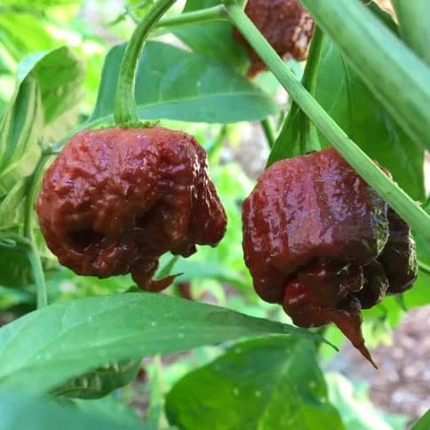 Carolina Reaper Chocolate Chili Pepper Seeds - Spicy Chili Plant Open Pollinated Guaranteed Seed Variety