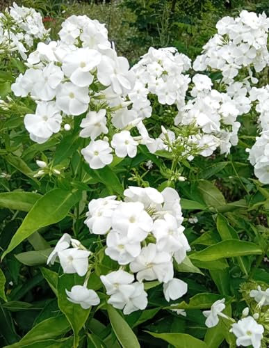 Staude Große Flammenblume Phlox paniculata David weiß
