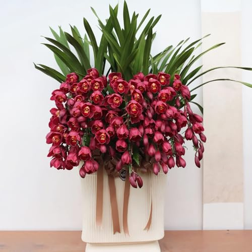 semi di orchidea cymbidium-semi di orchidea- in vaso resistenti, a crescita rapida Decorazione per ufficio, bellissimi luminosi Vaso,da giardino Le 150pcs