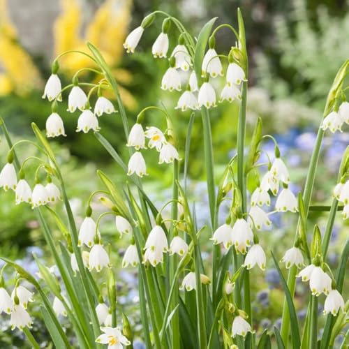 bulbi in tazza di marzo - esotiche resistenti Leucojum vernum - bulbi fresche bulbi da balcone bulbi a precoce 25pcs