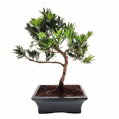 Bonsai Baum mit Keramik Blumentopf - Ligustrum, Ficus, Carmona, Podocarpus, Chinese elm - ca. 6-9 Jahre (20cm Schale ca. 8 Jahre, Podocarpus P20 Broom)