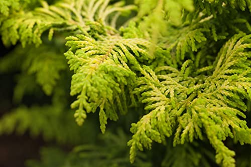 Hinoki-Scheinzypresse Chamaecyparis obtusa Fernspray Gold 15-20 cm