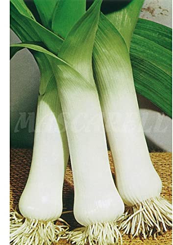 Semillas hortícolas - Puerro de carentan-2 - Mascarell