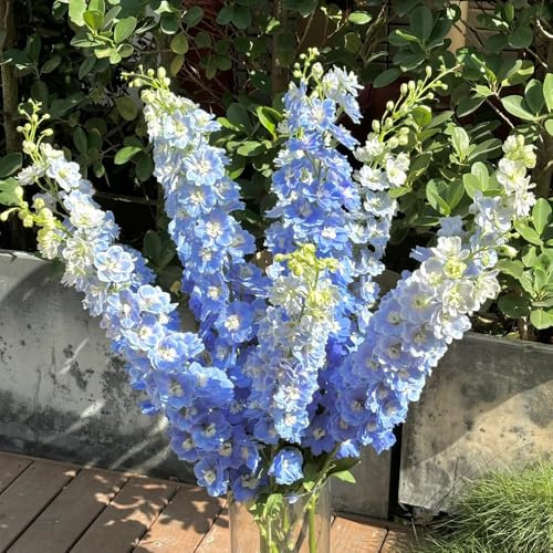 ritterspornsamen, winterhart, garten balkon, alte sorten, bio 300pcs