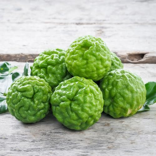 tilo de jardín de rocas limas limas Comprar orgánicos columnares raros, balcón, columnares Cultivo verdes, interior, 60semillas