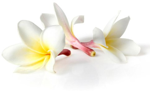 Orchidee - Thai-Aromaöl - 5000ml - Massageöl mit dem Duft aus Thailand - Orchideenöl