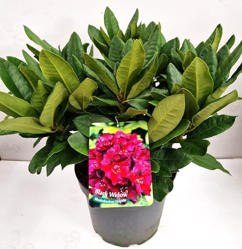 Alpenrose Rhododendron Black Widow 30-40 cm breit im 5 Liter Pflanzcontainer