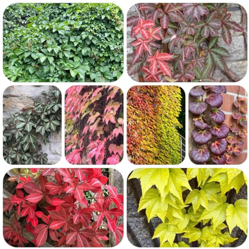 semi di vite selvatica, giardino di vite americana, prodotti sostenibili per il giardino luoghi soleggiati esotiche da esterno resistenti 600pcs