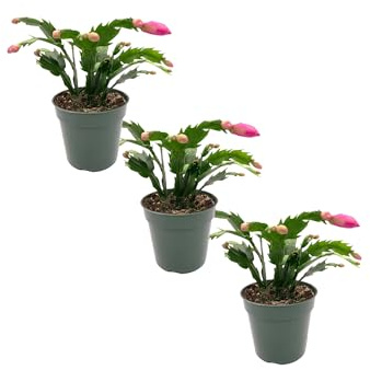 Pack de TRES Schlumbergera o Cactus de Navidad Plantas Naturales con Flores