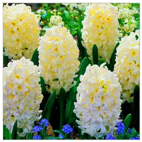 Perennial, Brilliant Hyacinths Bulbs,for Stunning Garden Displays-8 Bulbs-F