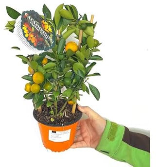 Naranjo Minuatura Natural Árbol Frutal para la Casa