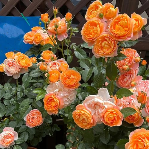 Semillas de rosal, Las de jardín de rocas son resistentes Semillas de rosa trepadora, Rosa chinensis, arbustos resistentes 100pcs