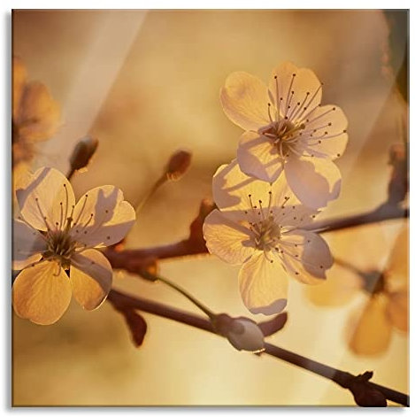 Pixxprint Quadro su vetro | Murale su vetro | Fiori bianchi alla luce del sole | 50 x 50 cm | con sospensione e distanziatore
