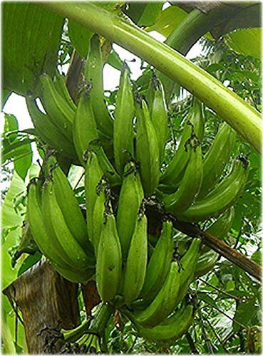 Musa paradisiaca Semi Piantaggine Banano Tropicale Contenitore o Standard (10)