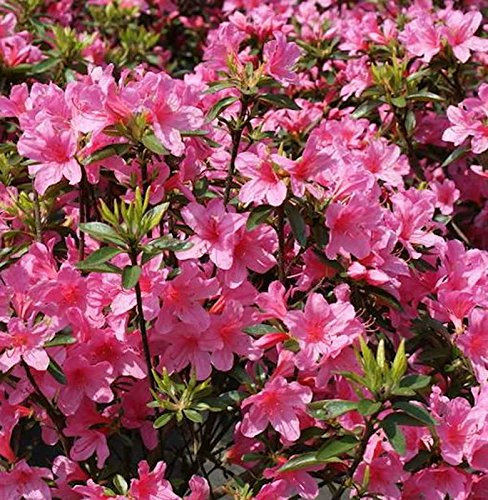 Japanische Azalee Madame Albert v. Hecke 15-20cm - Rhododendron obtusum - Zwerg Alpenrose - lebende Gartenpflanze aus den Baumschulen