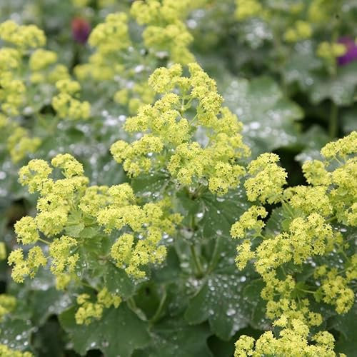 Plant Theory Lady's Mantle Perennials Flowering Plants Alchemilla Mollis 2L Pot