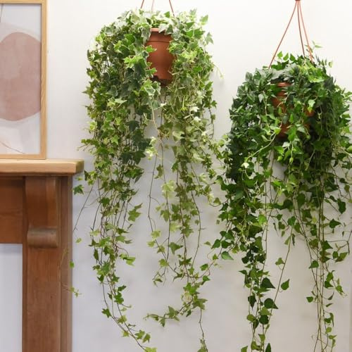 Hedera Helix Mix - Versatile Evergreen Ivy with Vibrant Foliage for Indoor or Outdoor Use, Ideal for Trailing, Ground Cover or Fencing - 1X 1.7 Litre Pot by Thompson and Morgan
