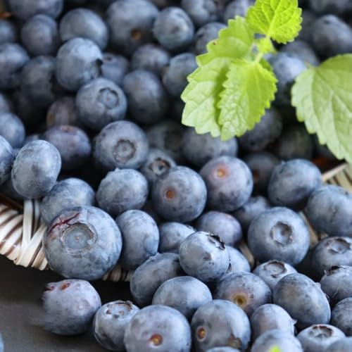wilde heidelbeeren säulenobst bio pflanztöpfe gartenpflanzen topfpflanzen zwergobstbäume kübelpflanzen winterhart mehrjährig bonsai bäumchen kaufen obstsamen balkonpflanzen winterhart 200samen