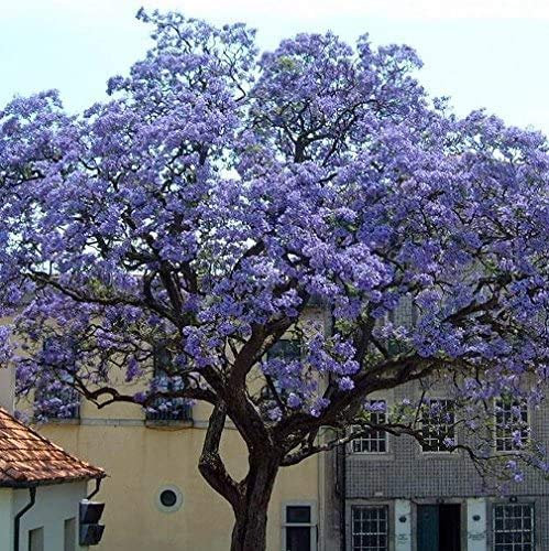PAULOWNIA TOMENTOSA NR.1 BUSTA