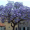 PAULOWNIA TOMENTOSA NR.1 BUSTA