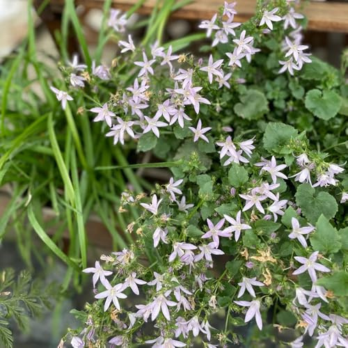 Semi di campanula, Le da giardino sono resistenti Campanula media, esotici biologici da giardino per luoghi soleggiati 150pcs