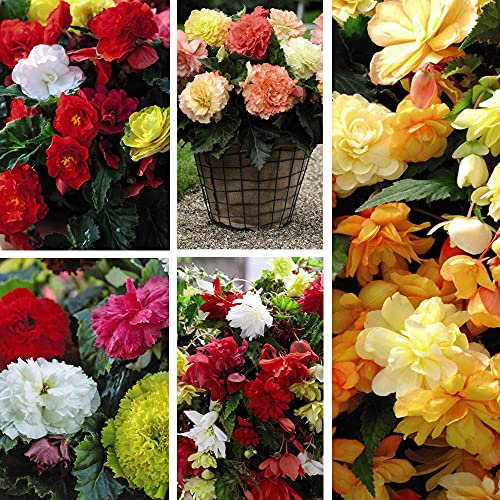 Begonia Collection Garden Plant Half- Hardy Tubers Garden Plants Easy to Grow Your Own 20x Tubers by Thompson and Morgan