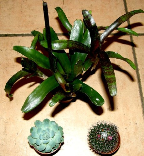 3 getopfte Sukkulenten + 3 Kakteen + 3 Bromelien, Grünpflanzenmix, Topfpflanzen