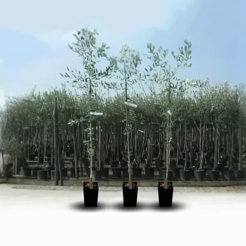 Olivier Olivenbaum Oliven Cipressino - Obstpflanze Baum max 160-3 Jahre Anbau Italien